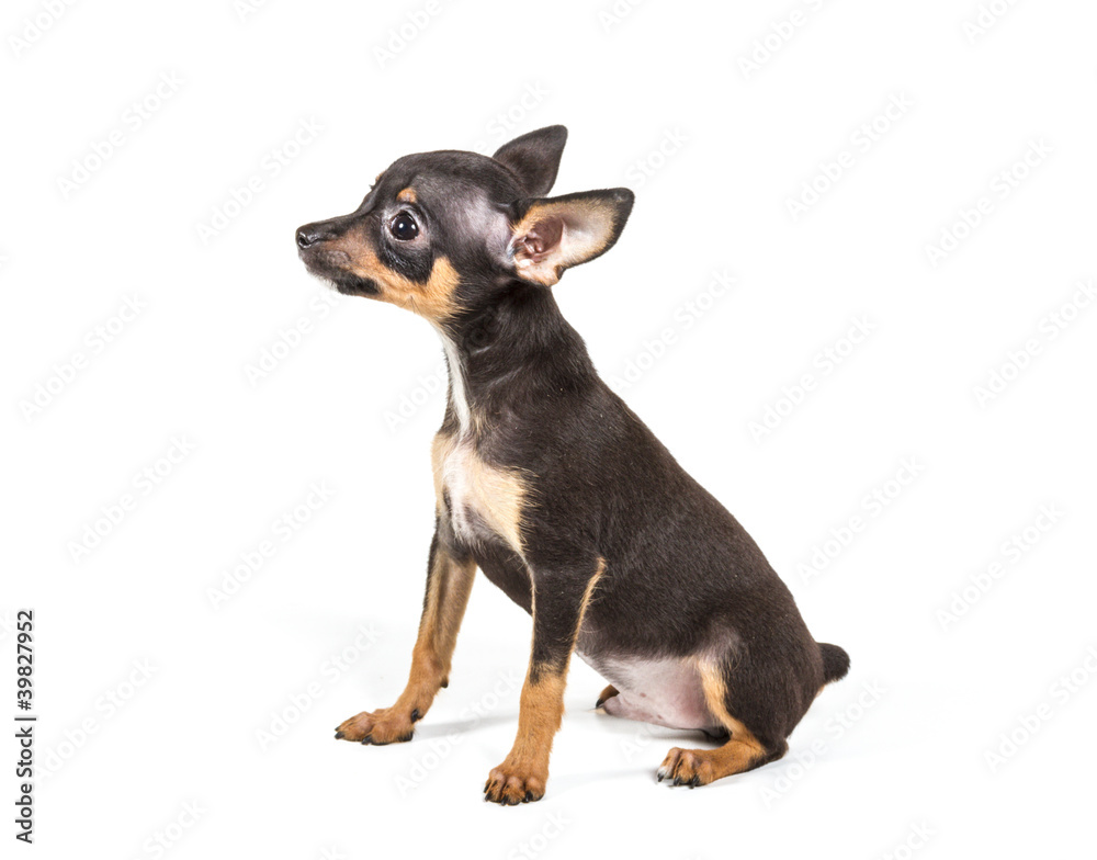 Russian toy terrier, isolated on a white background