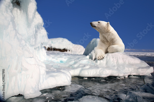 Canvas Print polar bear standing on the ice block
