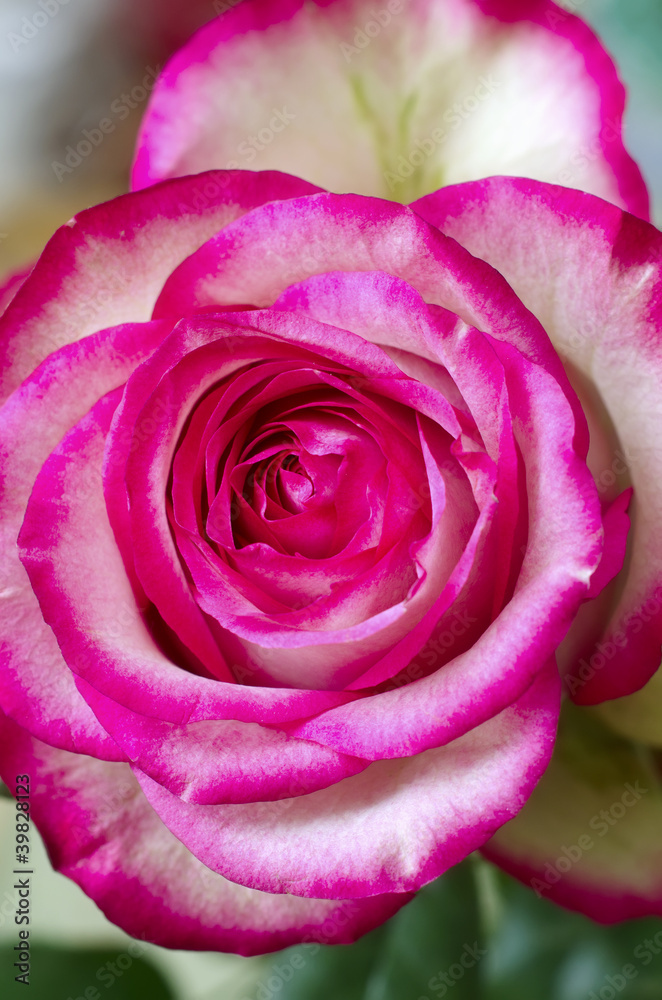 pink rose pink rose