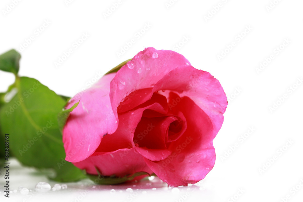 pink fresh rose isolated on a white background pink fresh rose isolated on a white background