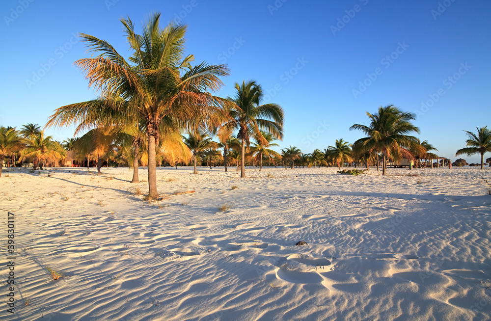 Naklejka premium Palm trees on the white sand. Playa Sirena. Cayo Largo. Cuba.