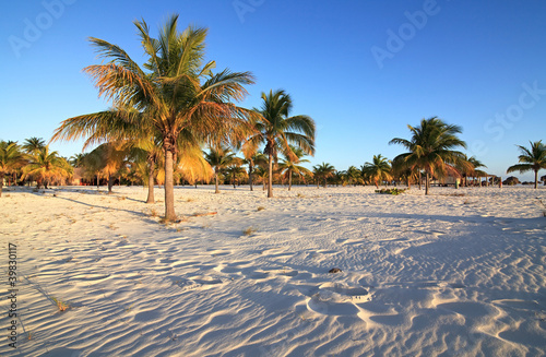 Palm trees on the white sand. Playa Sirena. Cayo Largo. Cuba. © Julia Mashkova