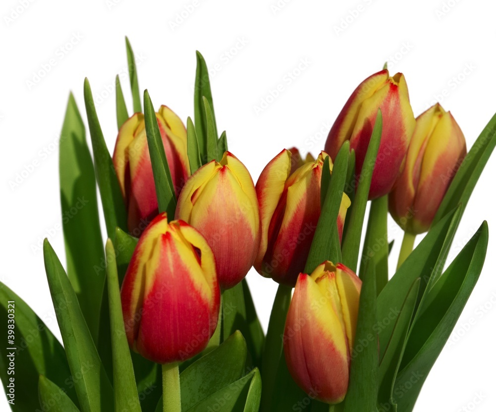 Fototapeta premium Blumenstrauss