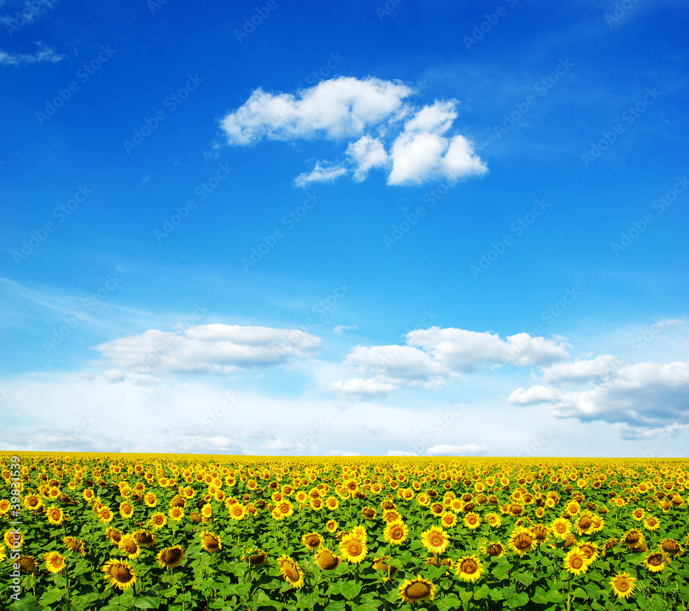 Obraz premium sunflowers