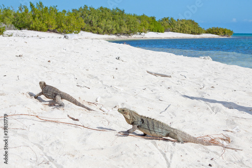 Cyclura nubila, Cuban rock iguana, or Cuban ground iguana photo