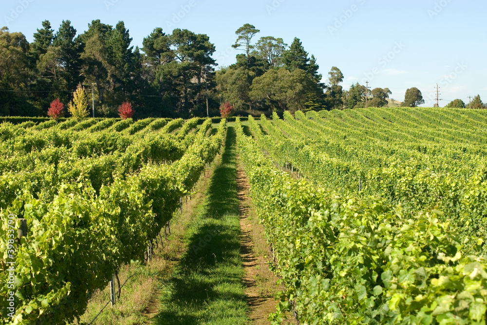 Fototapeta premium Vineyard Scene