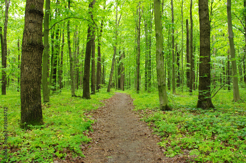 green forest green forest