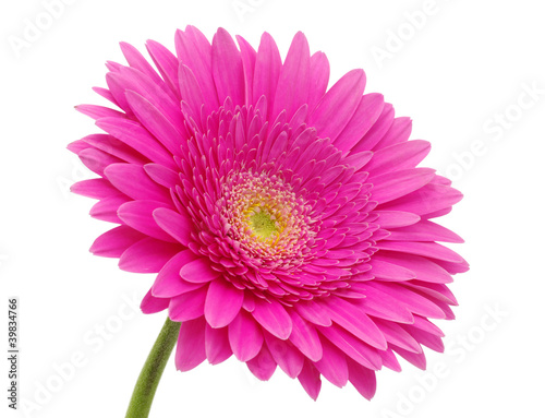 Fotografie, Tablou gerbera flower