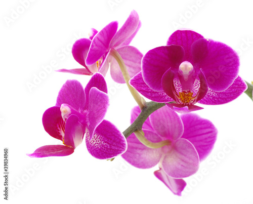 Pink orchid © Alekss