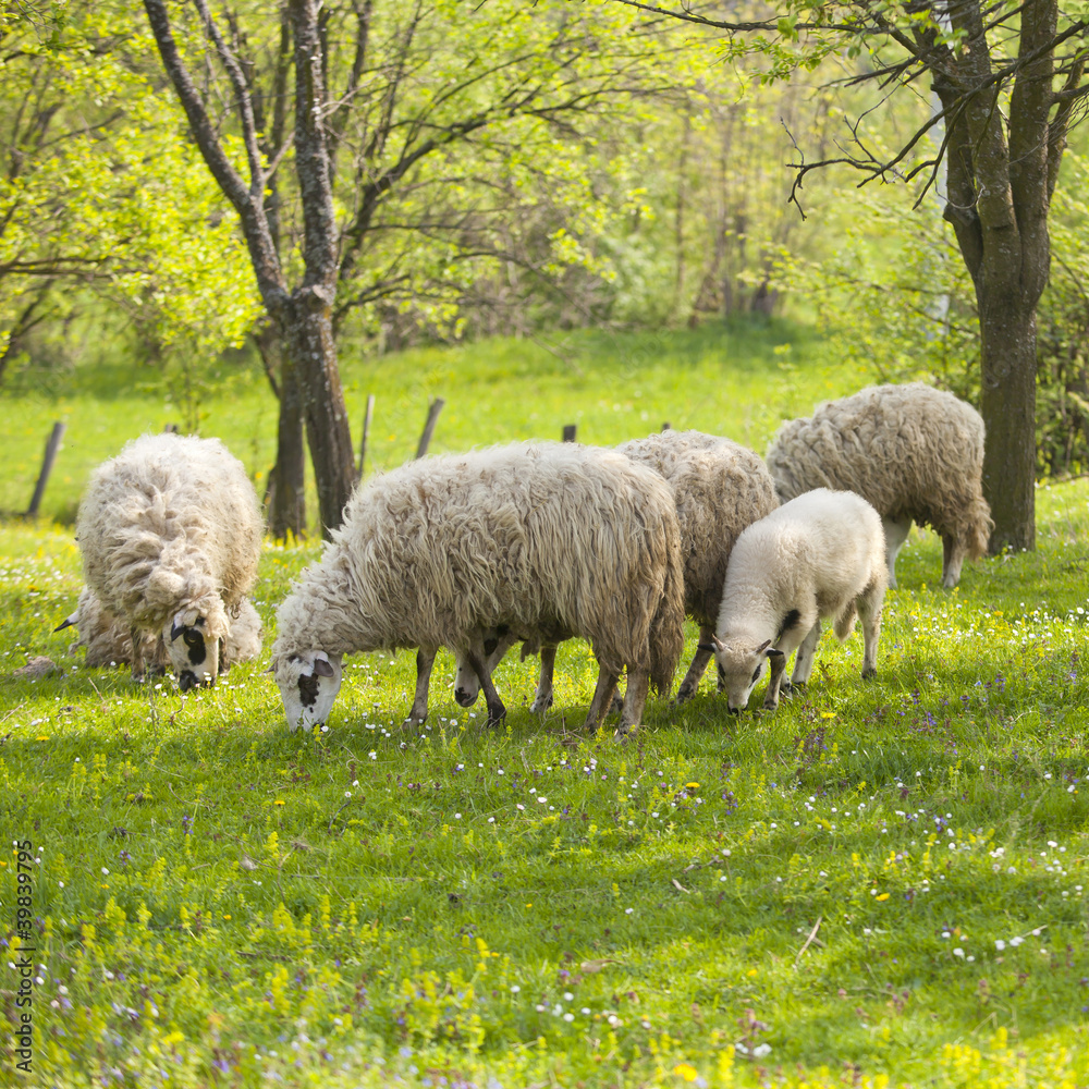 Obraz premium Sheep and lamb on green field