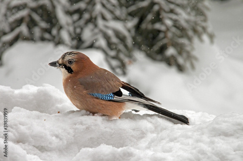 Eurasian Jay sitting in the snow