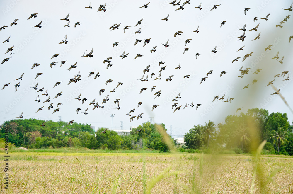 Flock of bird fly over rice field Flock of bird fly over rice field