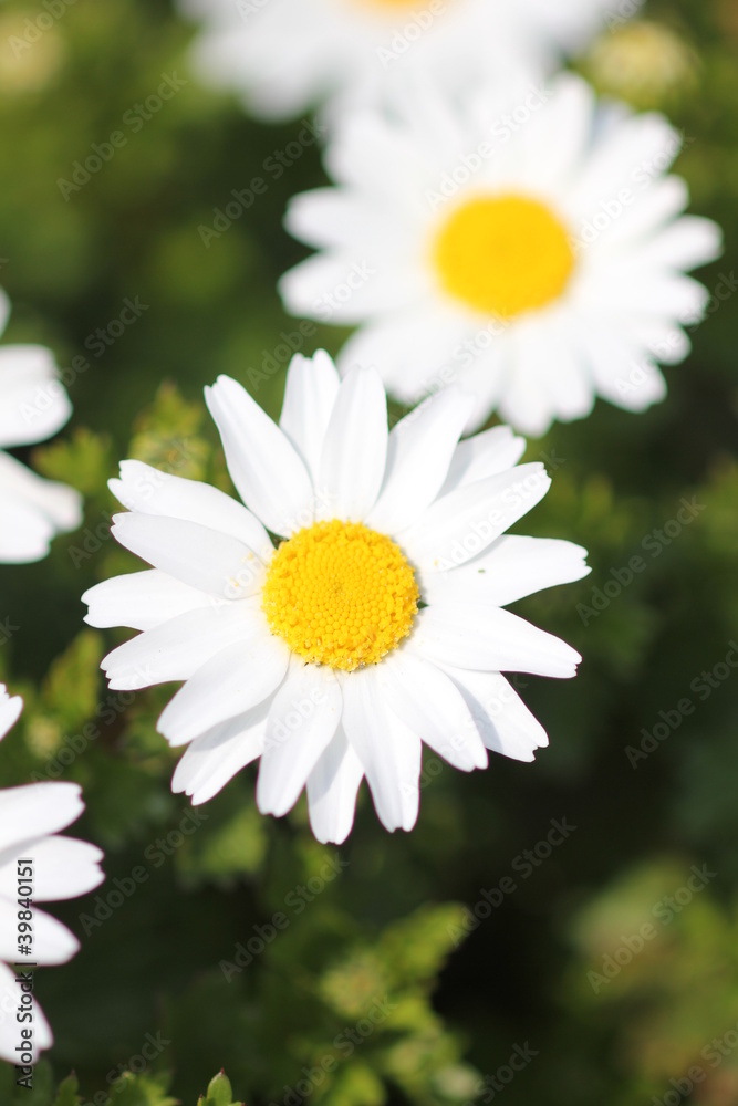 Obraz premium デイジー