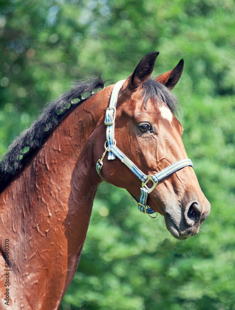 Obraz premium portrait of beautiful bay sportive mare