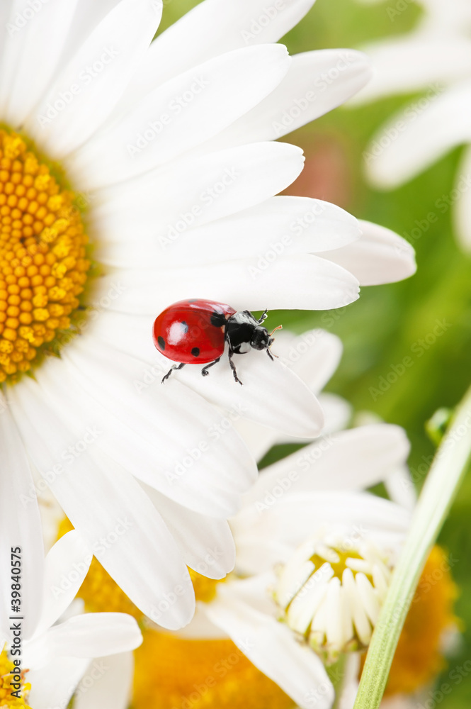 Ladybird on a camomile