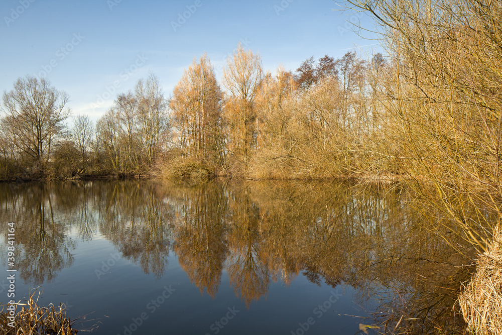 Tree reflection