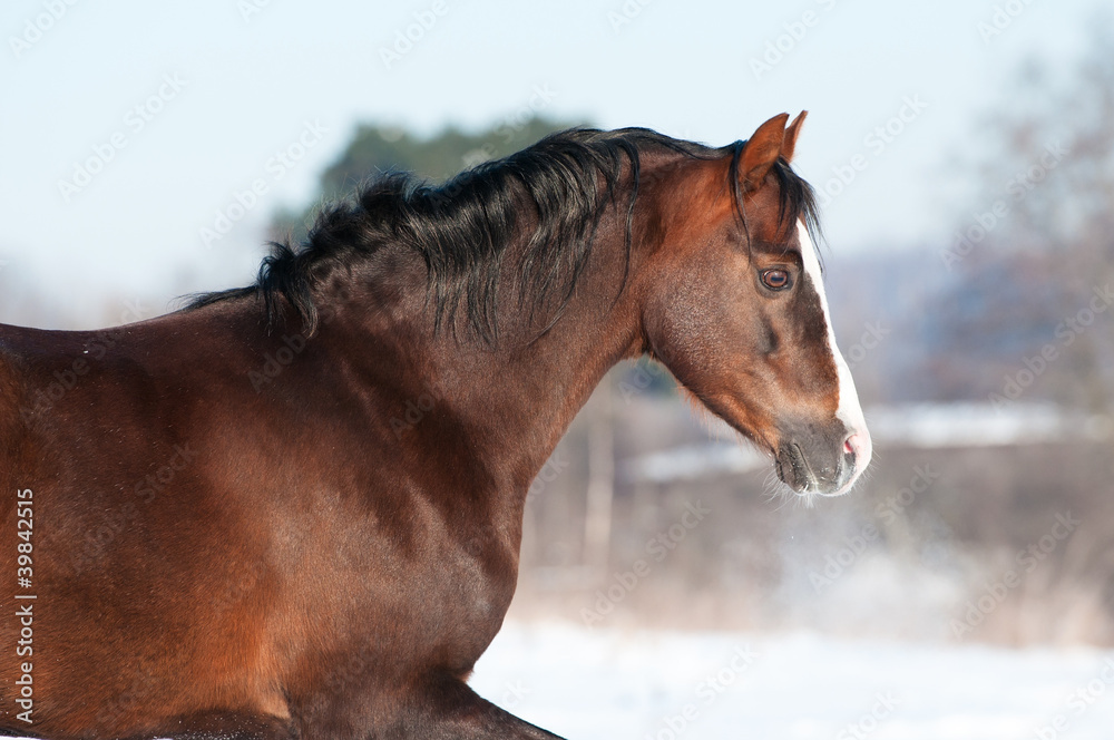 Obraz Welsh pony portrait in winter