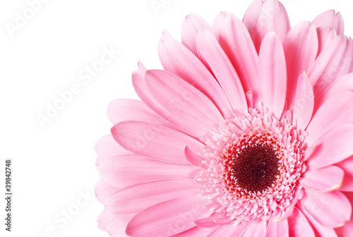 Flower gerbera