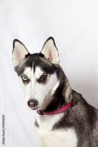 Husky dog with one brown eye and one blue