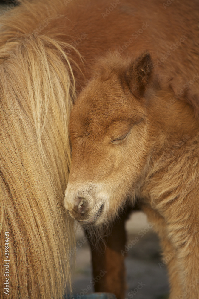Fototapeta premium Newborn