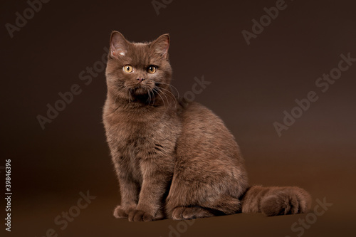 british cat on dark brown background