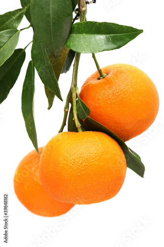 orange fruits and leaf