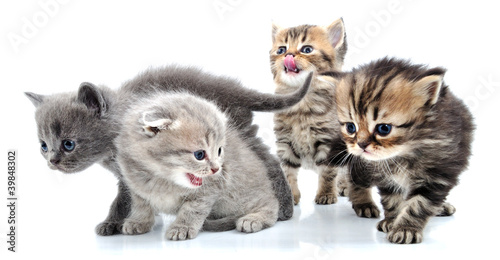 group of little kittens