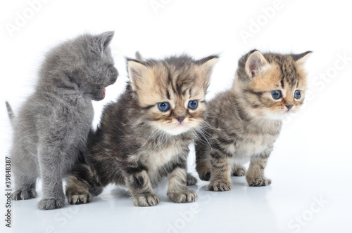 Fototapeta Naklejka Na Ścianę i Meble -  group of little kittens