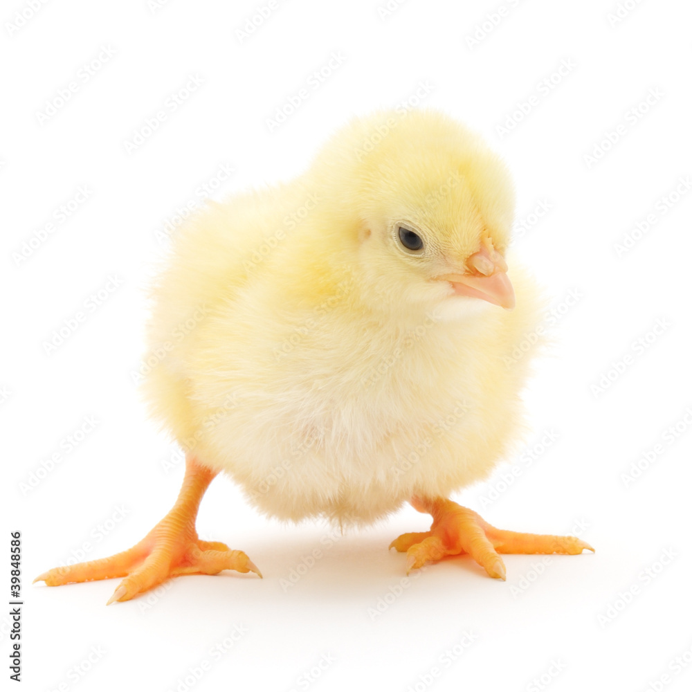 Small chicken Small chicken