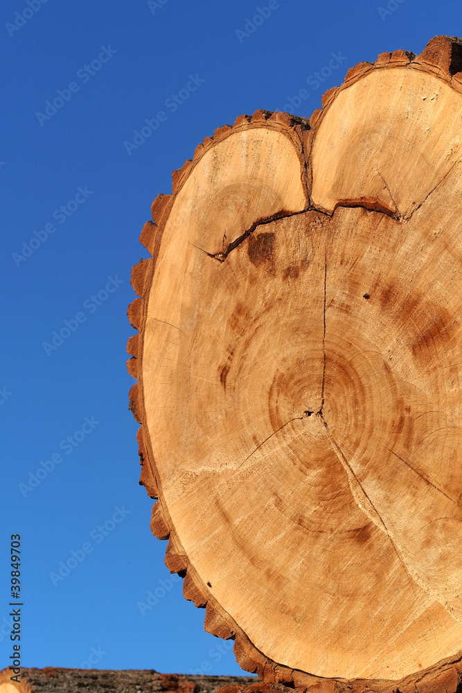 Abgelagerte Baumstämme Abgelagerte Baumstämme