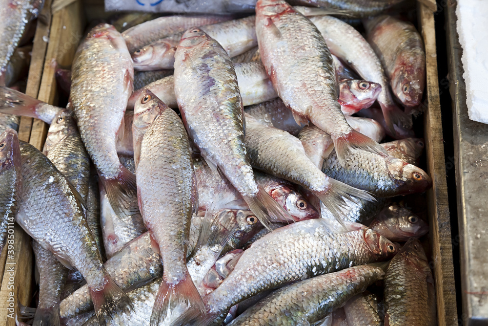 red snapper ( Lutjanus campechanus) red snapper ( Lutjanus campechanus)