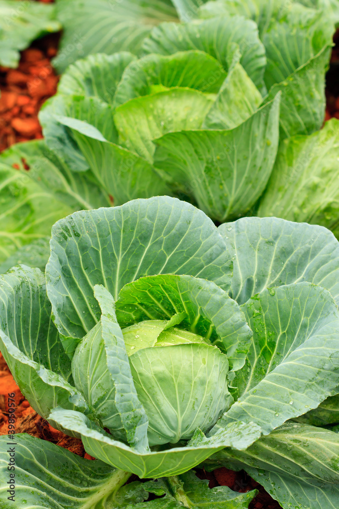 Fresh cabbages Fresh cabbages