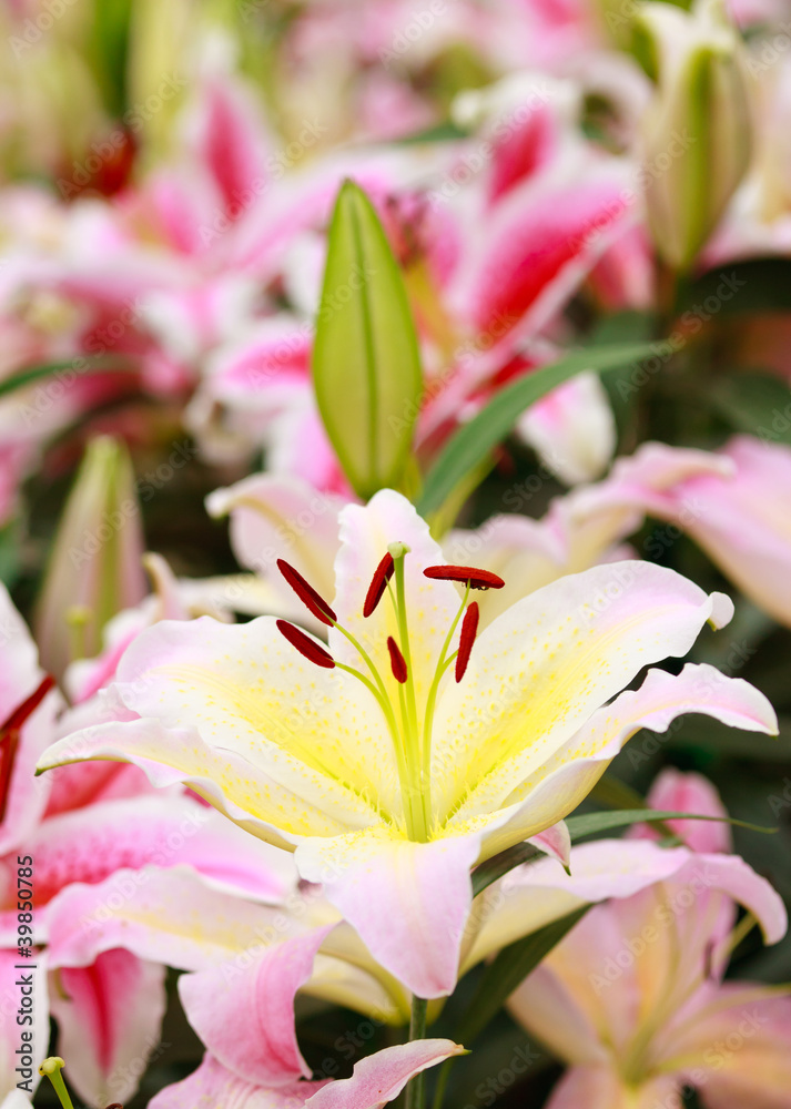 Fototapeta premium Lilly taken in natural light