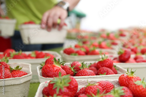 Frische Erdbeeren