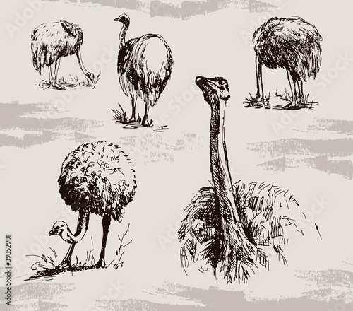 ostrich
