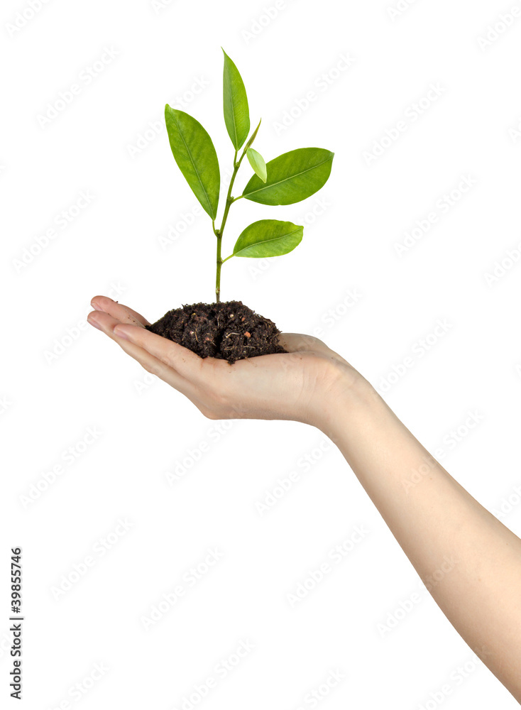 Citrus sapling as a gift of agriculture Citrus sapling as a gift of agriculture