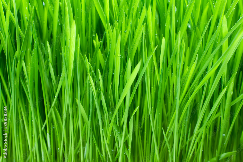 Wet with dew green grass closeup Wet with dew green grass closeup