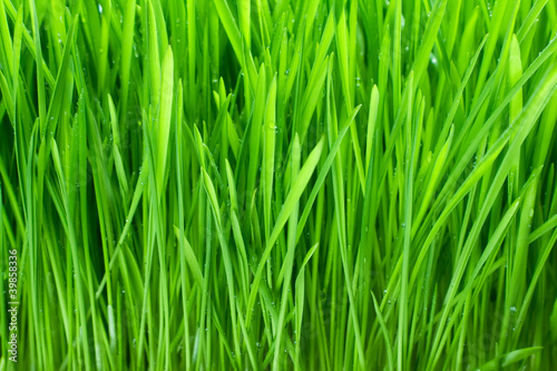 Wet with dew green grass closeup