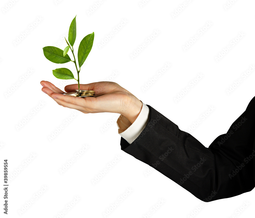 Sapling growing from pile of coins Sapling growing from pile of coins