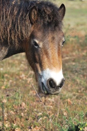 head of exmoor pony © pauws99