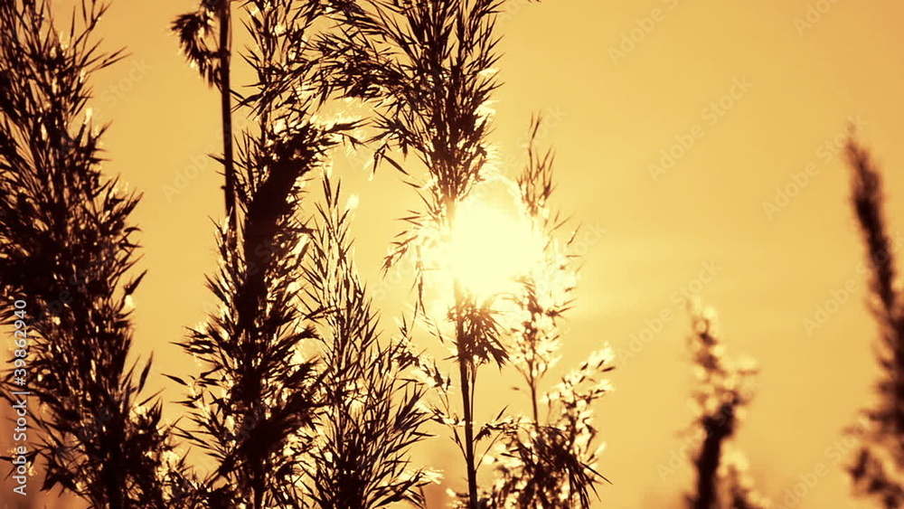 Reeds swaying in the breeze, winter sunset Reeds swaying in the breeze, winter sunset
