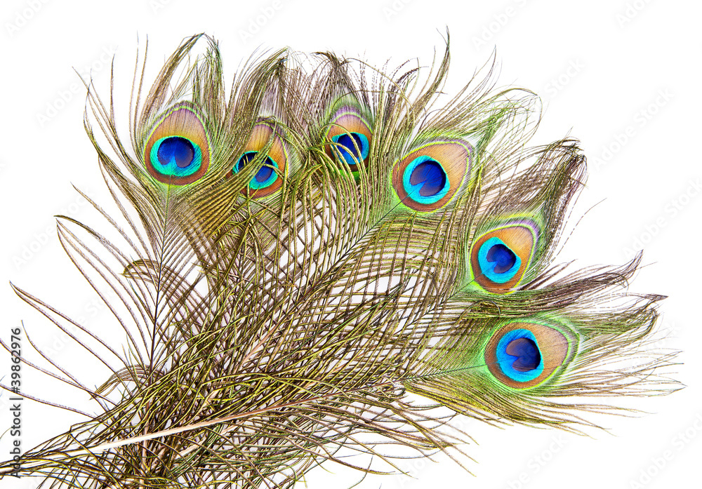 Obraz premium Peacock feathers