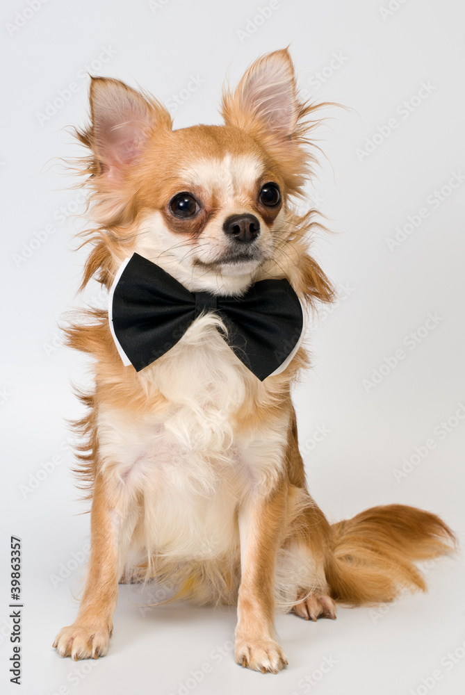 Chihuahua in studio Chihuahua in studio