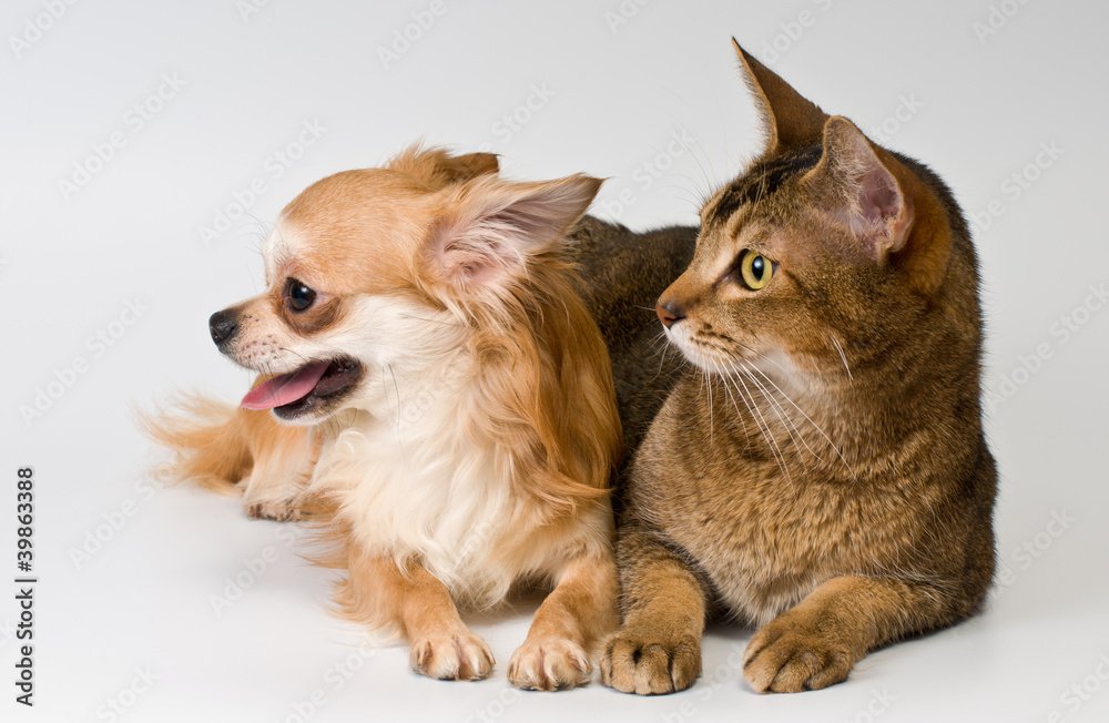 Cat and chihuahua in studio