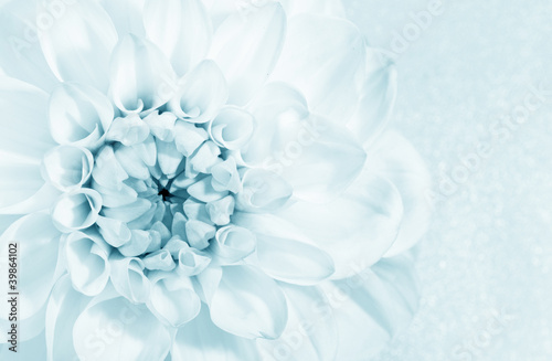 Fototapeta Naklejka Na Ścianę i Meble -  Beautiful flower dahlia
