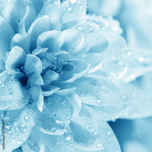 Beautiful blue flower with drops #39864127
