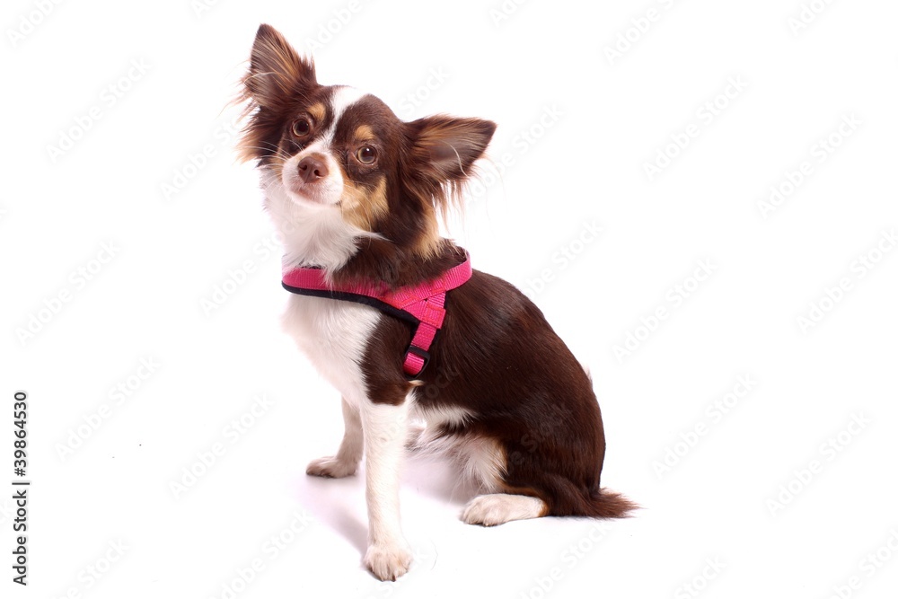 Chihuahua Welpe im pink Geschirr