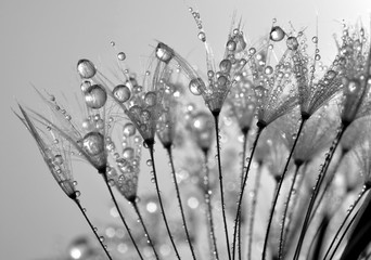 Fotobehang Paardenbloem met waterdruppels Paardenbloem met fonkelende dauwparels  © vencav