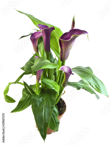 dark red calla