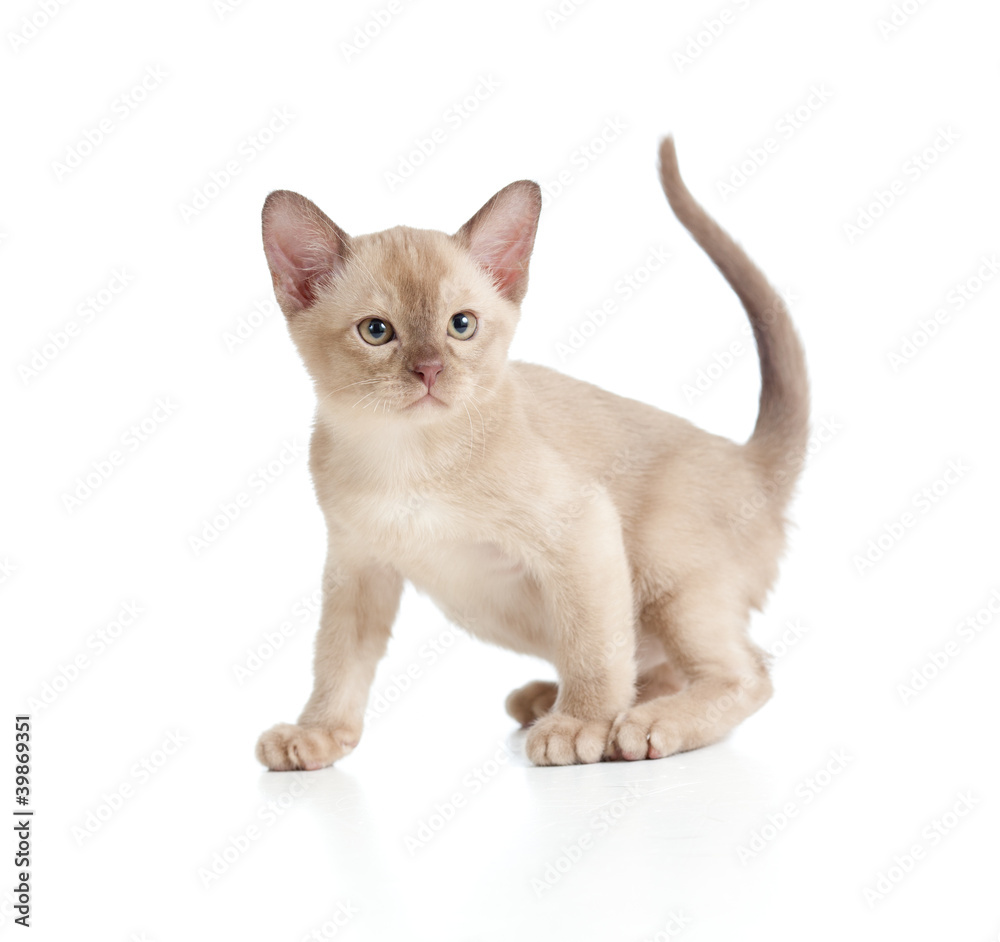 Burmese cat kitten on white Burmese cat kitten on white